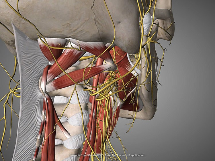 career: Gut Branches of Vagus Nerve Essential Components of Brain’s