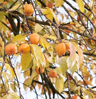 Buah Kesemek Khas Korea Selatan