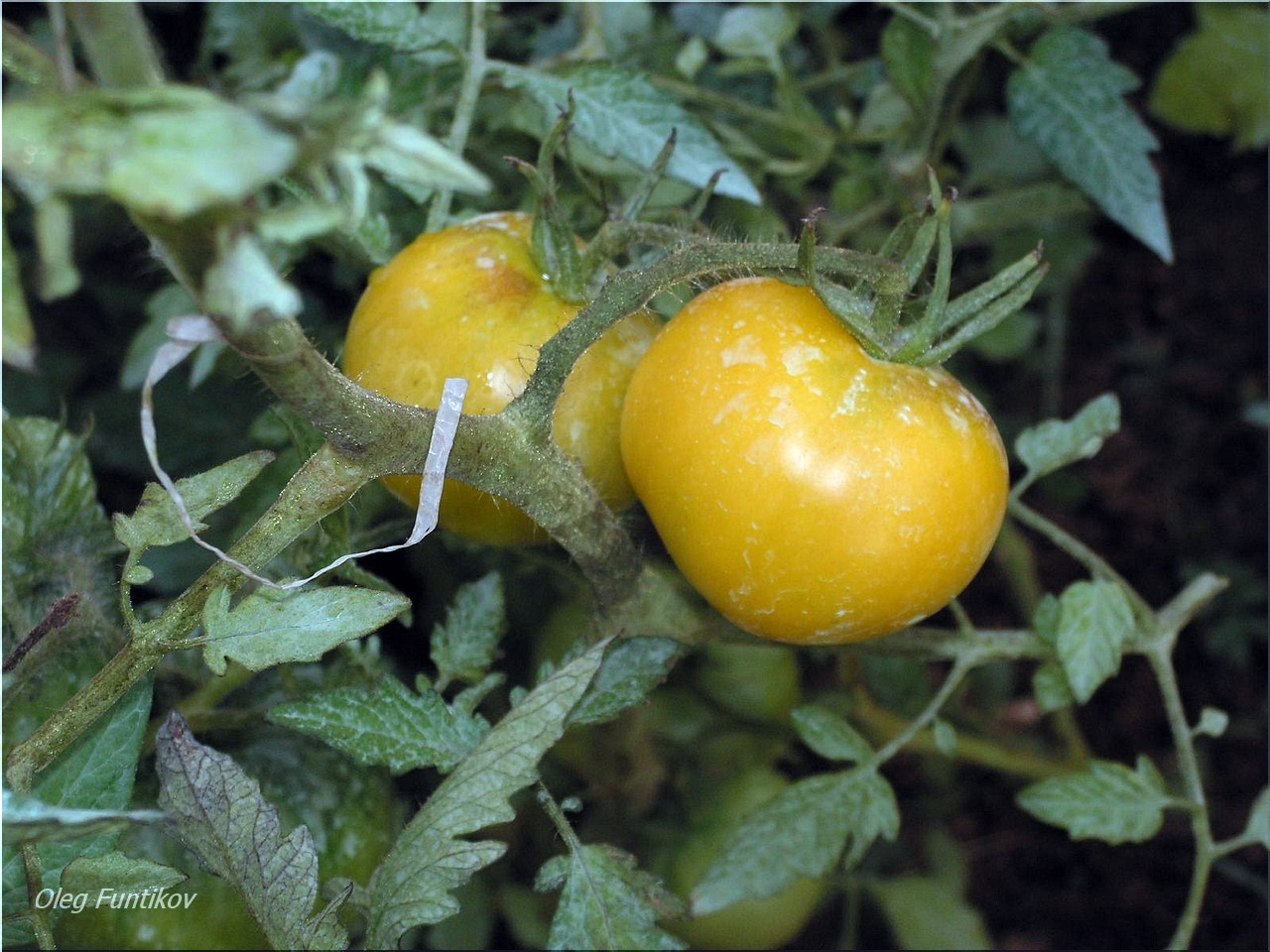 Урожайность томата апельсин