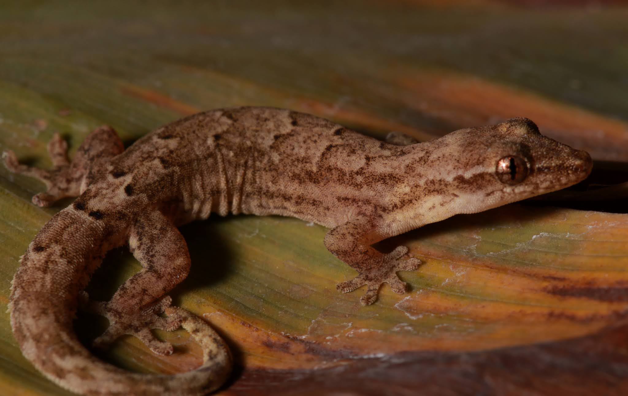 Geckos Have a Surprisingly Strong Death Grip, Science