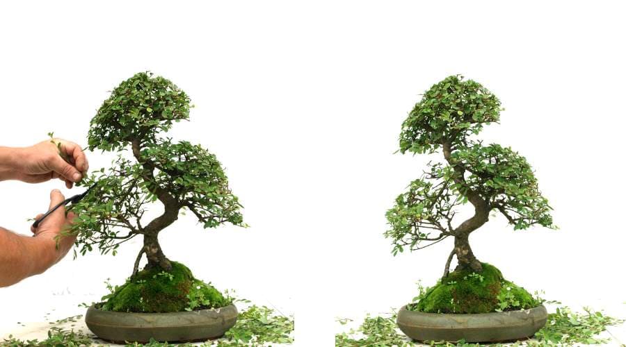 What Really Make A Tree Into Bonsai The Open Secrets of A Bonsai Tree