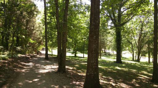 trees and walking trail 