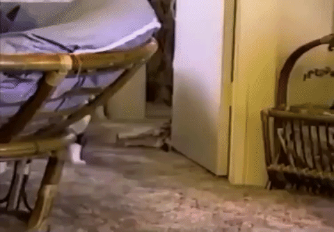 giphy%2B%252833%2529.gif