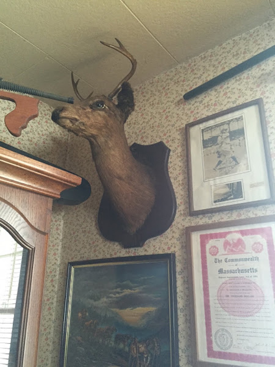 Mounted Deer Head ~