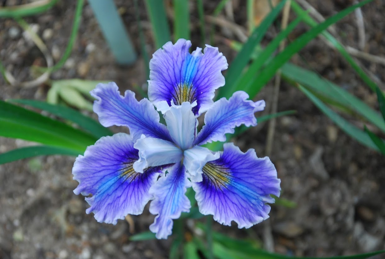 World of Irises Garry Knipe's Pacific Coast Irises