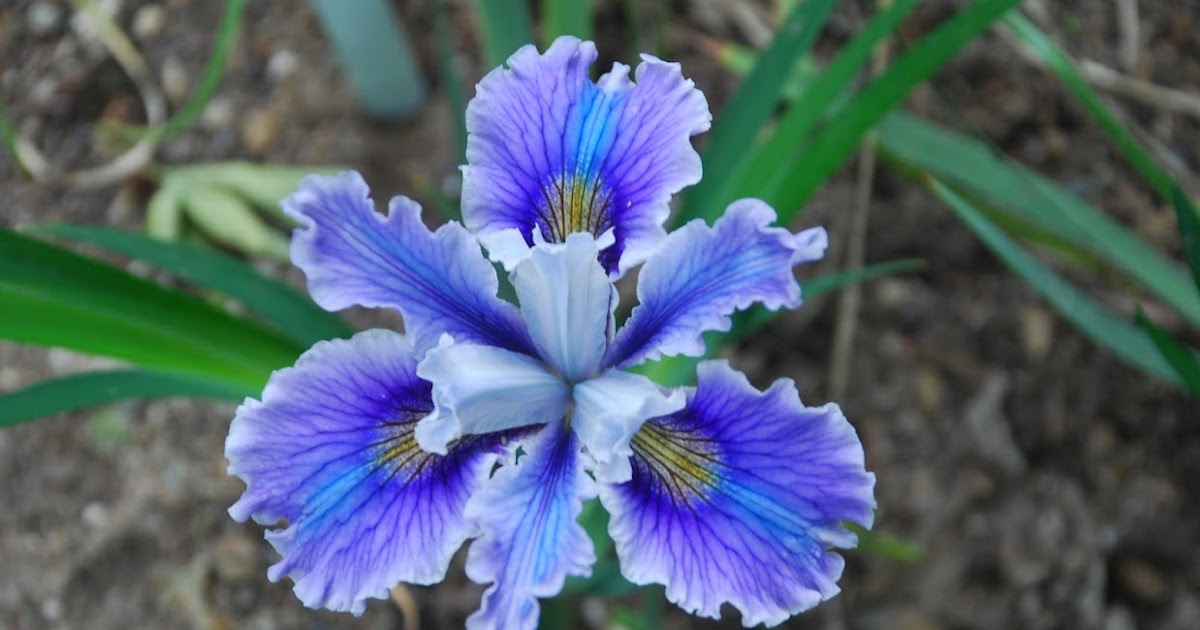World of Irises Small Iris Gardens Garry Knipe's PCIs