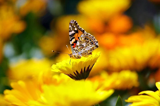 Butterfly on Sun Flower Images