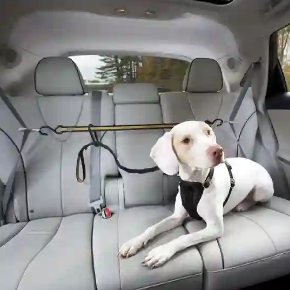 How to Secure Your Dog in Jeep Wrangler Tips and Accessories