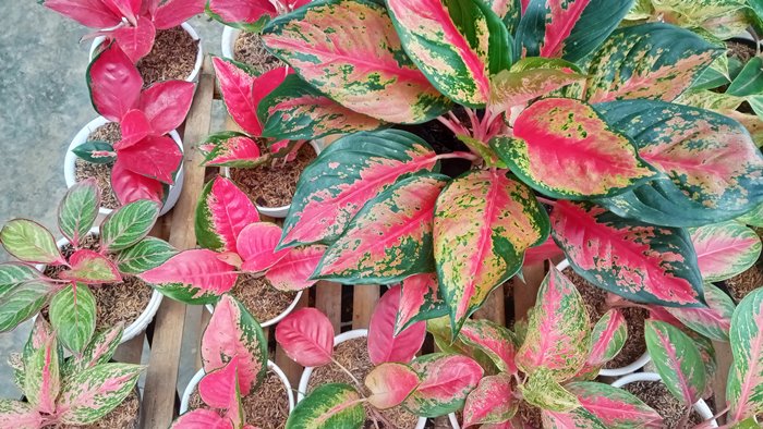 Cara merawat aglaonema agar tumbuh subur - hobiku berkebun