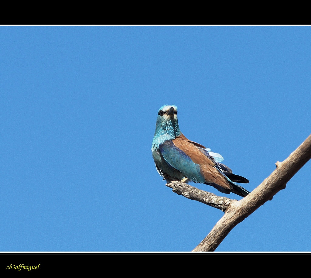 Miguel fotografia Carraca (Coracias garrulus) Miguel fotografia Carraca (Coracias garrulus)