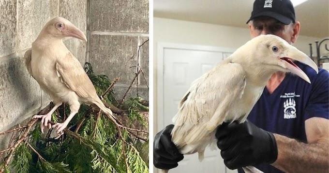  “Sacred White Raven” Cared For On Vancouver Island After Being Found Malnourished And Injured   