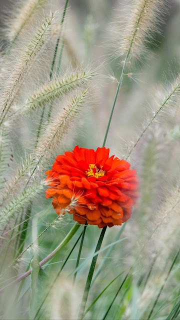 Red flower wallpaper