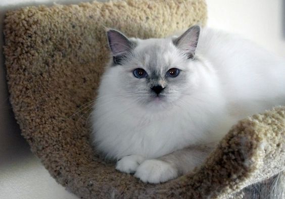 Ragdoll | Cat Breed | Information,Pictures and Health - Amazing Pets