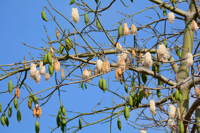 Bombax ceiba Bombax ceiba