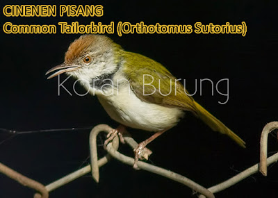 Macam - Macam Burung Cinenen Yang Ada Di Indonesia. burung kecil pemakan serangga yang sering disebut dengan prenjak mempunyai kekerabatan den Macam - Macam Burung Cinenen Yang Ada Di Indonesia.