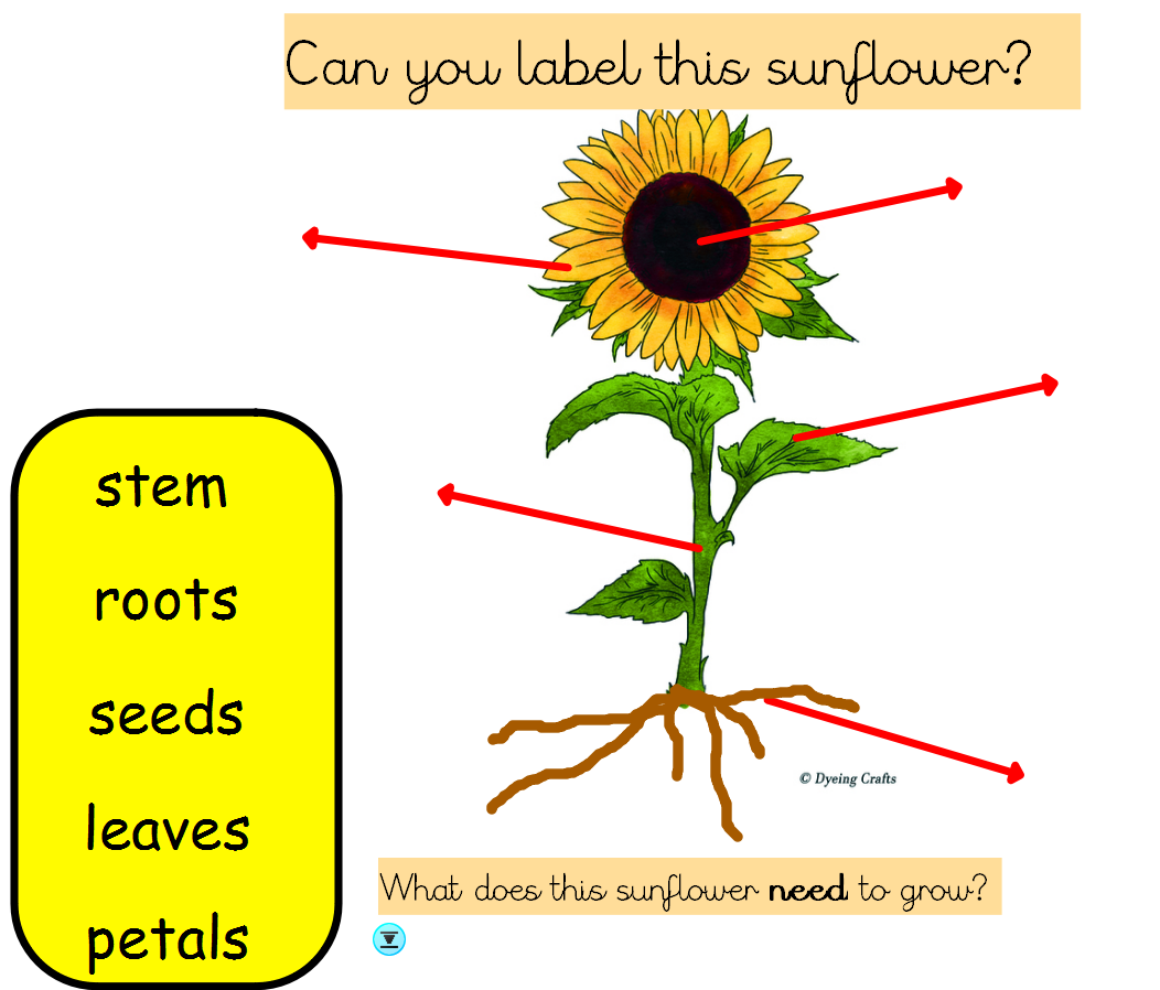 Year 1: Science - sunflower 1