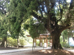 浄智寺ビャクシン