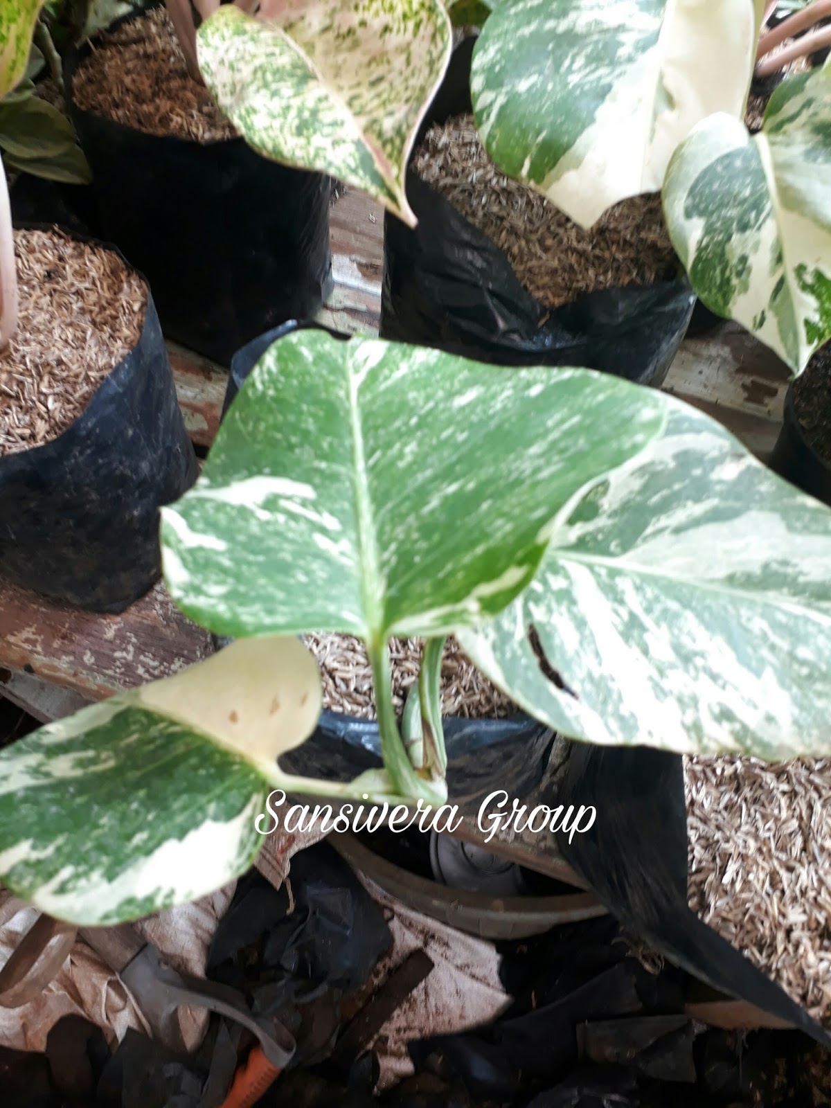 Jual Tanaman Monstera Deliciosa Variegata Harga Murah Tukang Taman Profesional Toko Tanaman Hias Pelindung Bunga Herbal Bonsai