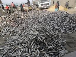 نواديبو : مصانع " الموكا " مصدر لتلويث البيئة و تحطيم الأمن الغدائي...