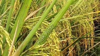 Padi varietas unggul hasil persilangan, Persilangan Menurut Hukum Mendel [Soal dan Pembahasan]