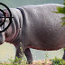 The Government Of Zambia Plans To Allow The Killing Of 1,250 Hippos
