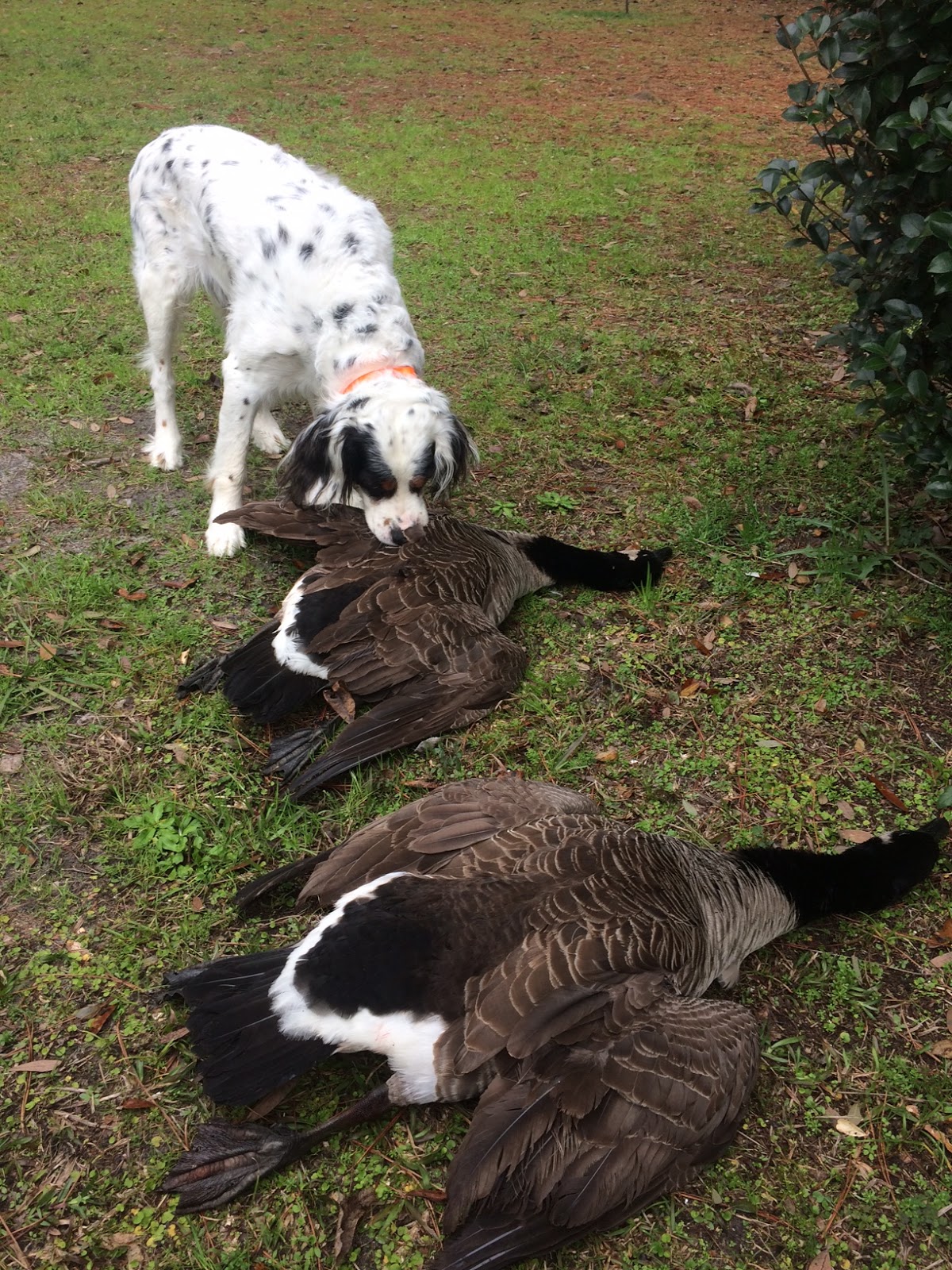 Lowcountry outdoors 2020 Late Goose Season Opener on Valentine's Day