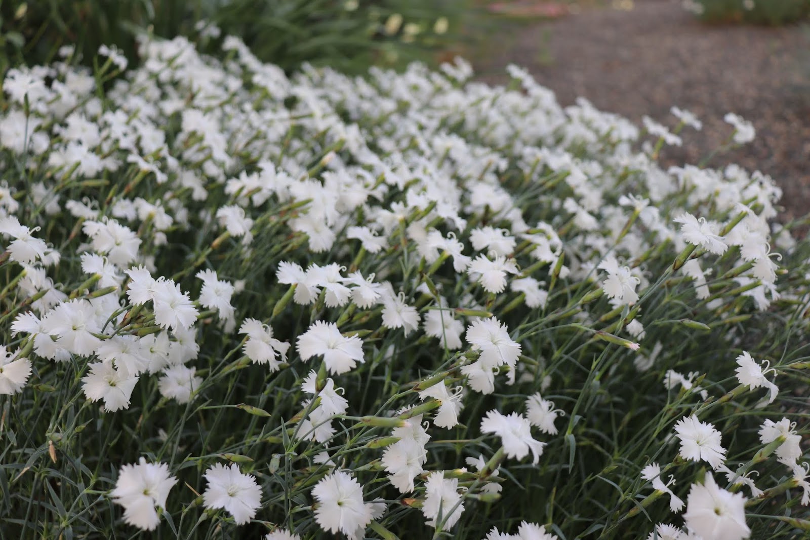 Berkeley Butterfly Blog Spiraea Densiflora Rose Colored Meadow Sweet