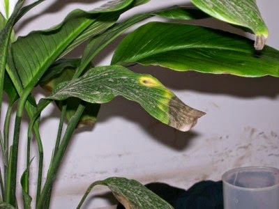 Eficiencia asequible: Ceniza de la chimenea I