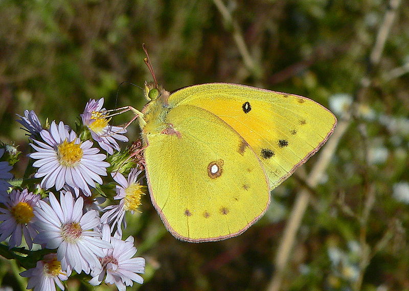 Orange Sulfur Butterfly - Insects Morphology
