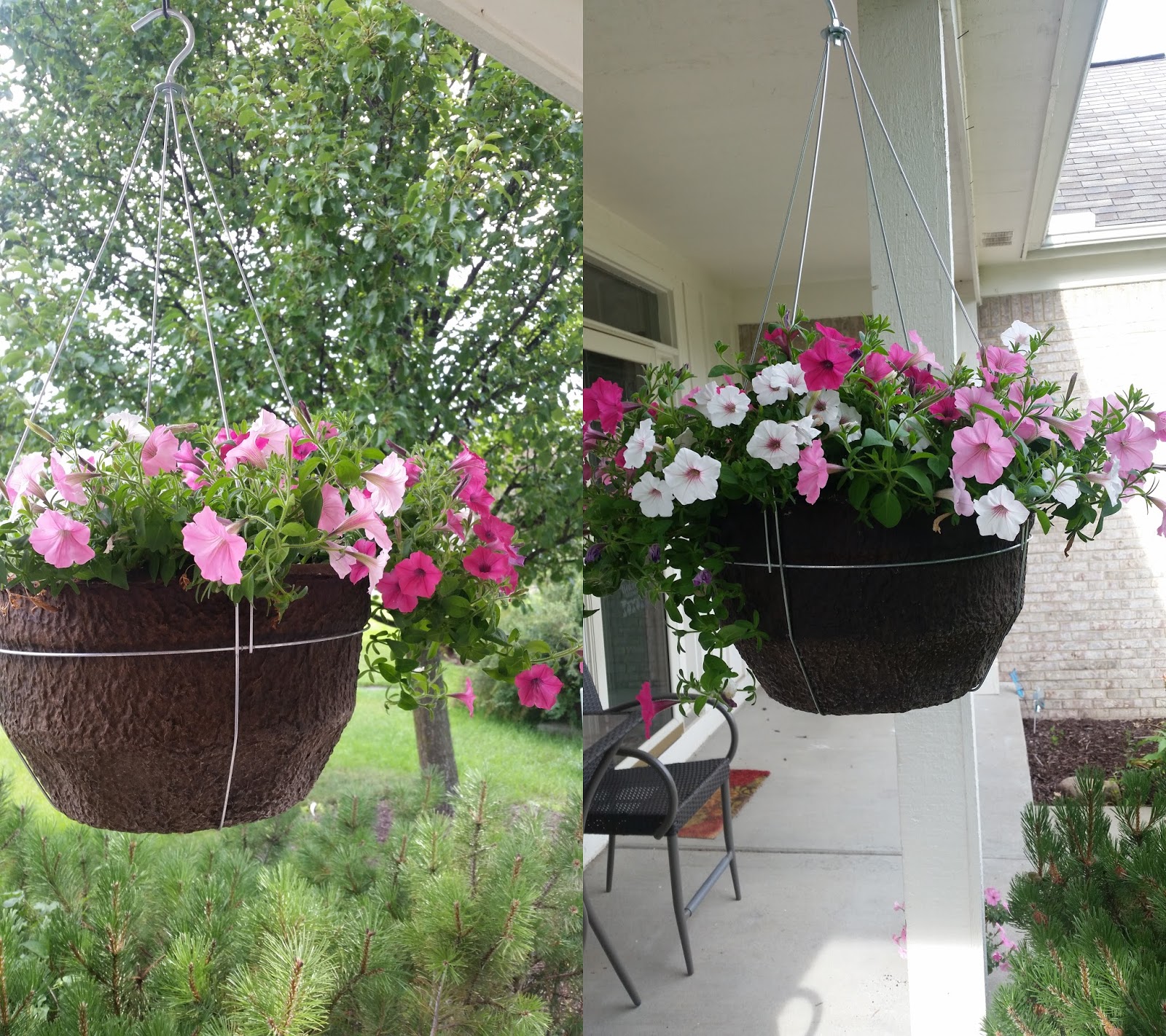 Sweetly B Squared Proven Winners DIY Hanging Basket Kit Review
