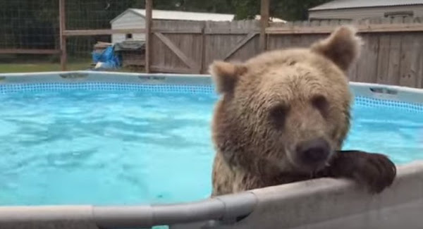 Grizzly Bear Belly Flops Right into Pool then Turns Around and Gives ...