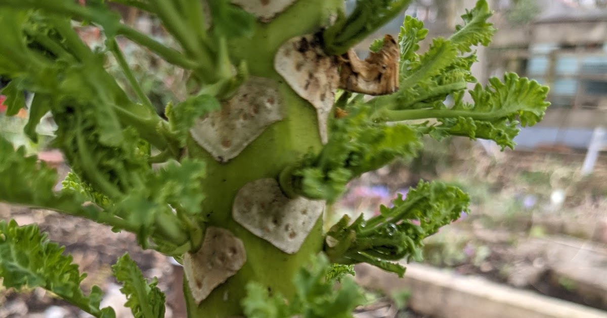 A Possible World Kale Experiments