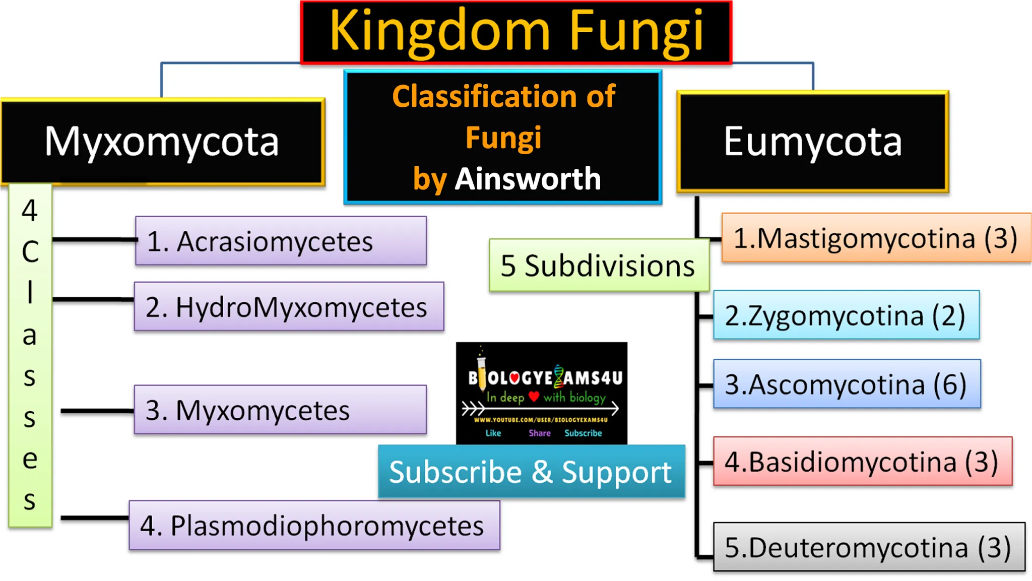 Ainsworth classification of Fungi - Flow chart with Example and Salient  Features