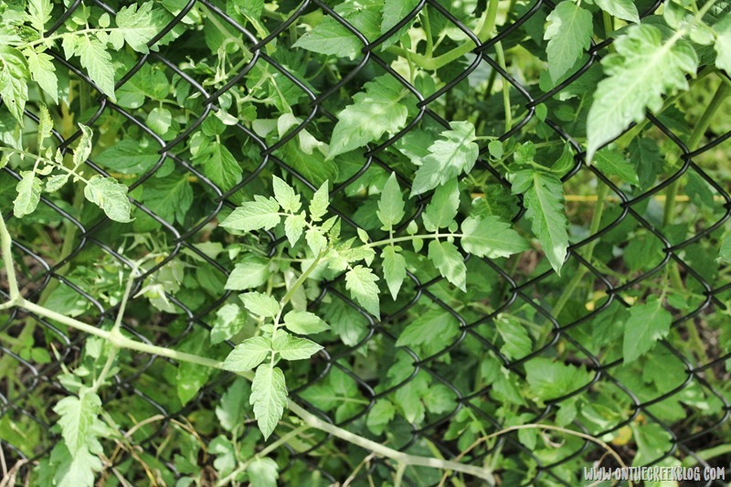 Volunteer cherry tomato plants growing robustly in the garden. | on the creek blog // www.onthecreekblog.com