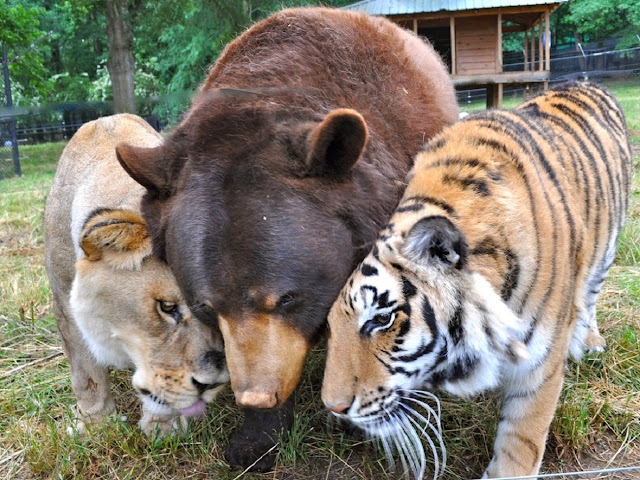 Животные тоже умеют дружить