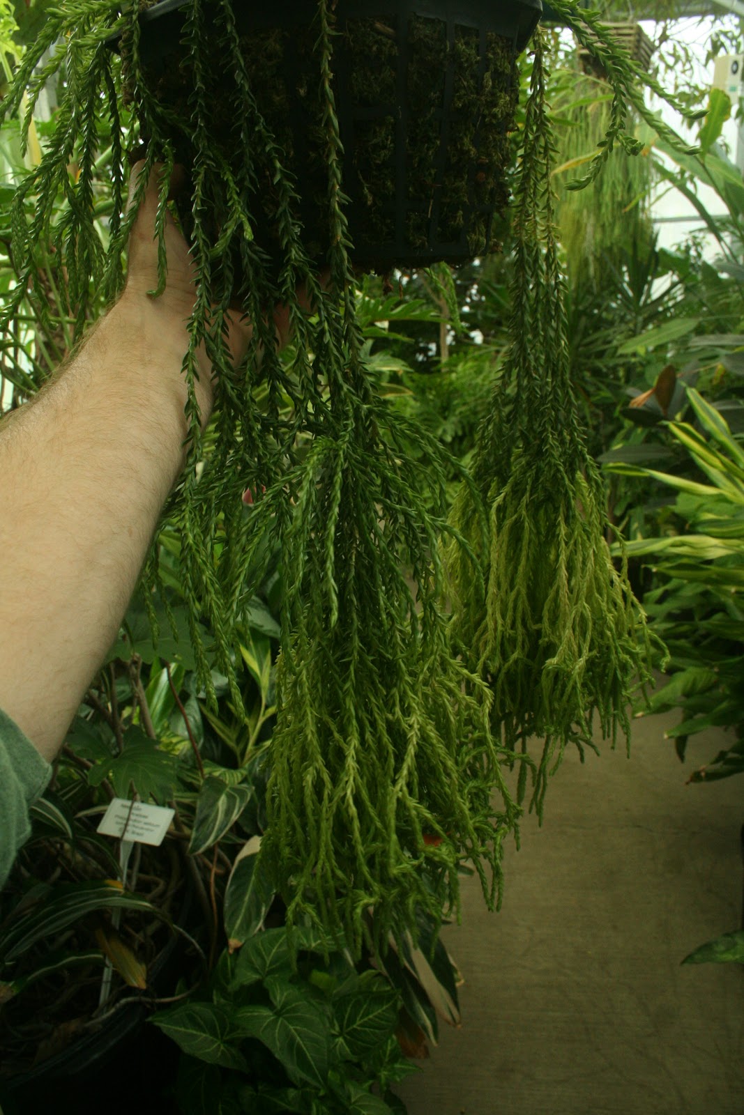 Huperzia (Lycopodiaceae) club moss Huperzia tetrastichoides (square tassel fern)