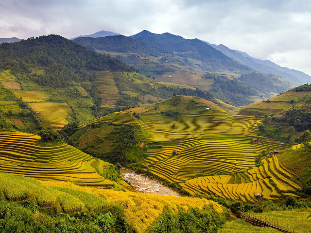 Beautiful-Rice-Field-in-Vietnam.jpg