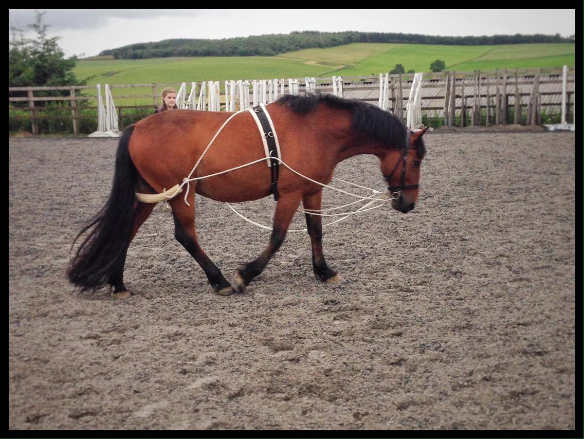 How To Lunge Your Horse The Right Way The Rider's Reins