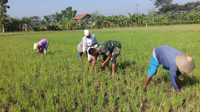 Babinsa Koramil 23/Ceper Dampingi Petani Merawat Tanaman Padi