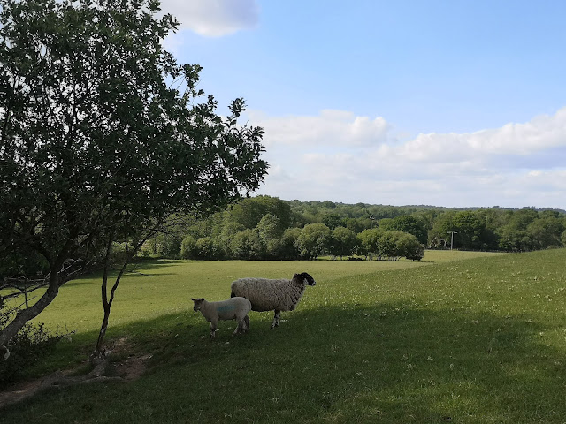 Sheep at Sheffield Park