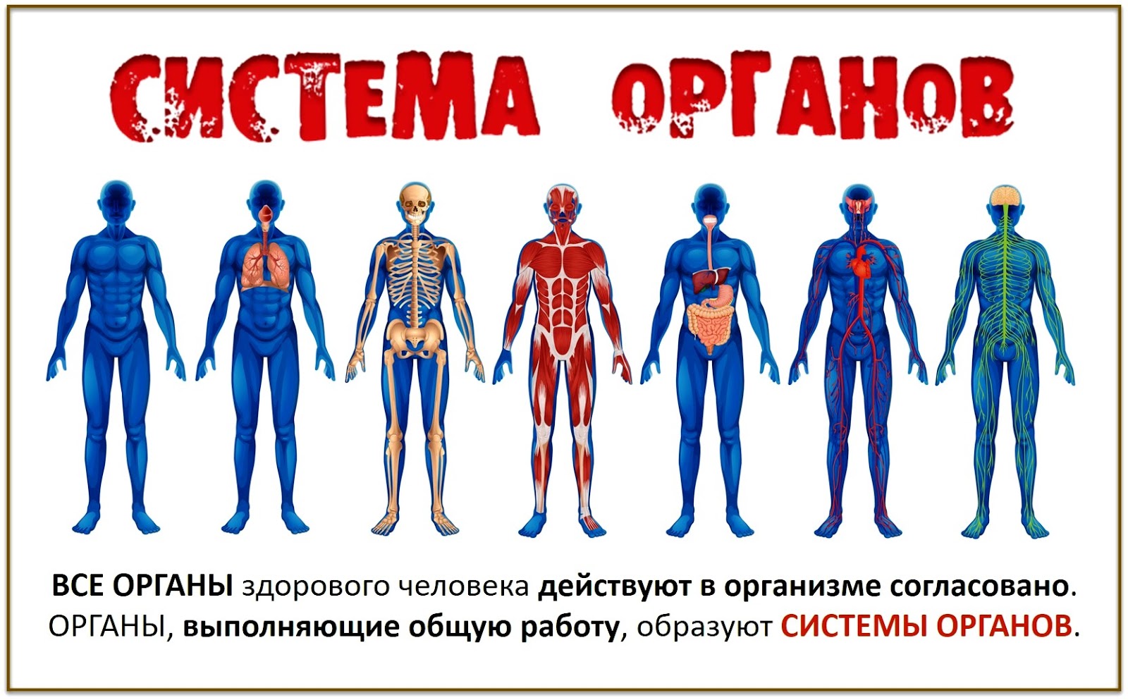 Человеческий организм в основном в. Системы организма. Системы человеческого организма. Системы органов человека человека. Системы органов в теле человека.
