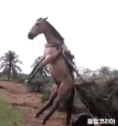 umjjal_kr_125.gif