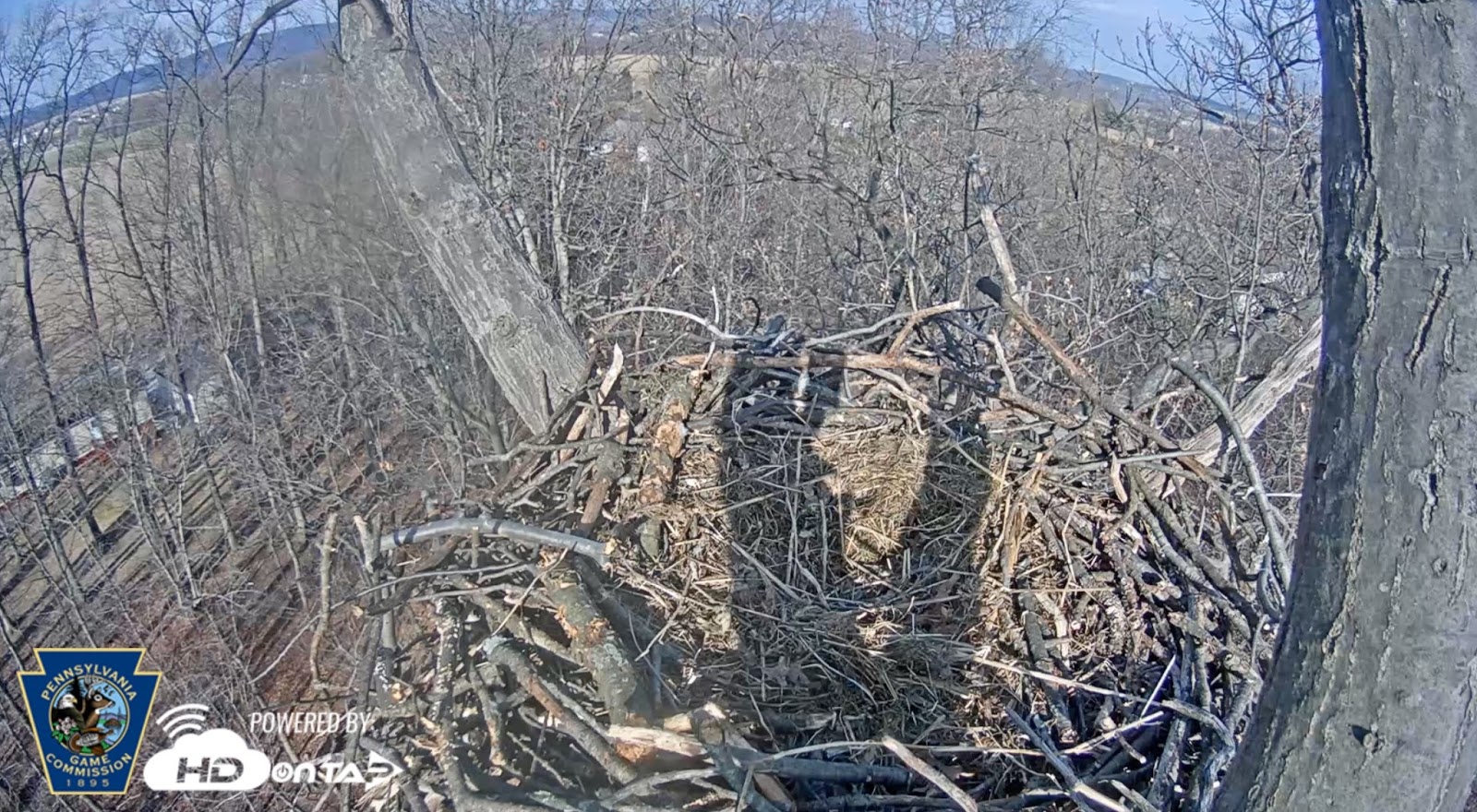 PA Environment Digest Blog: Game Commission's Hanover Eagle Cam Back Online