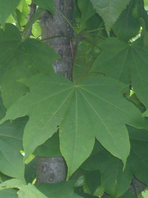 엄나무 잎