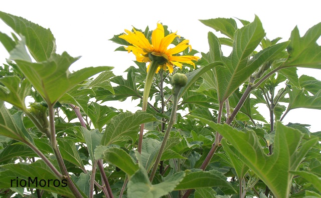 BOTÓN DE ORO: Tithonia diversifolia | Plantas rioMoros