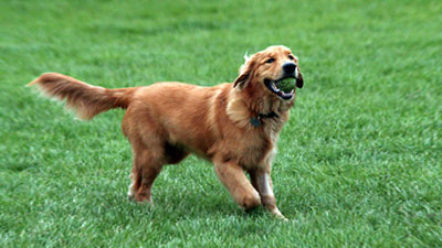 Golden Retriever