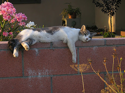 Wall Cat: photo by Cliff Hutson