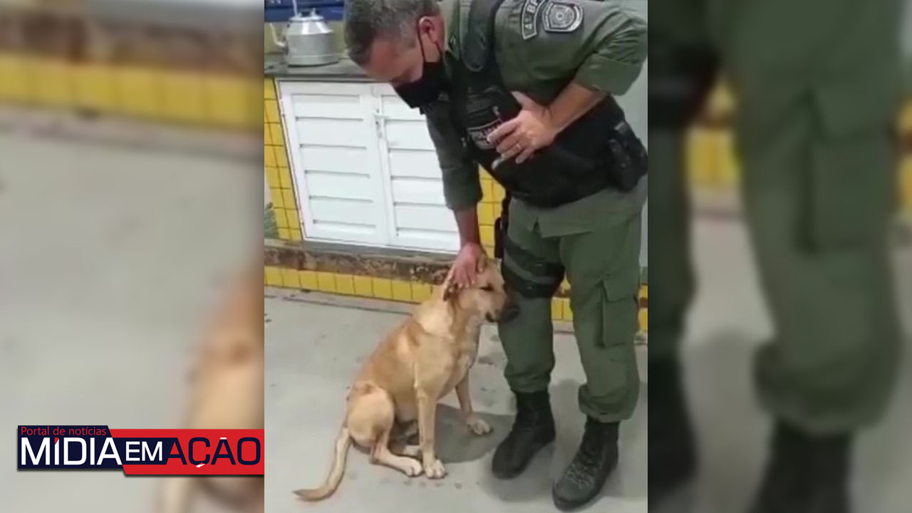 Cachorro carente pede carinho a policial militar e viraliza na internet; veja o vídeo