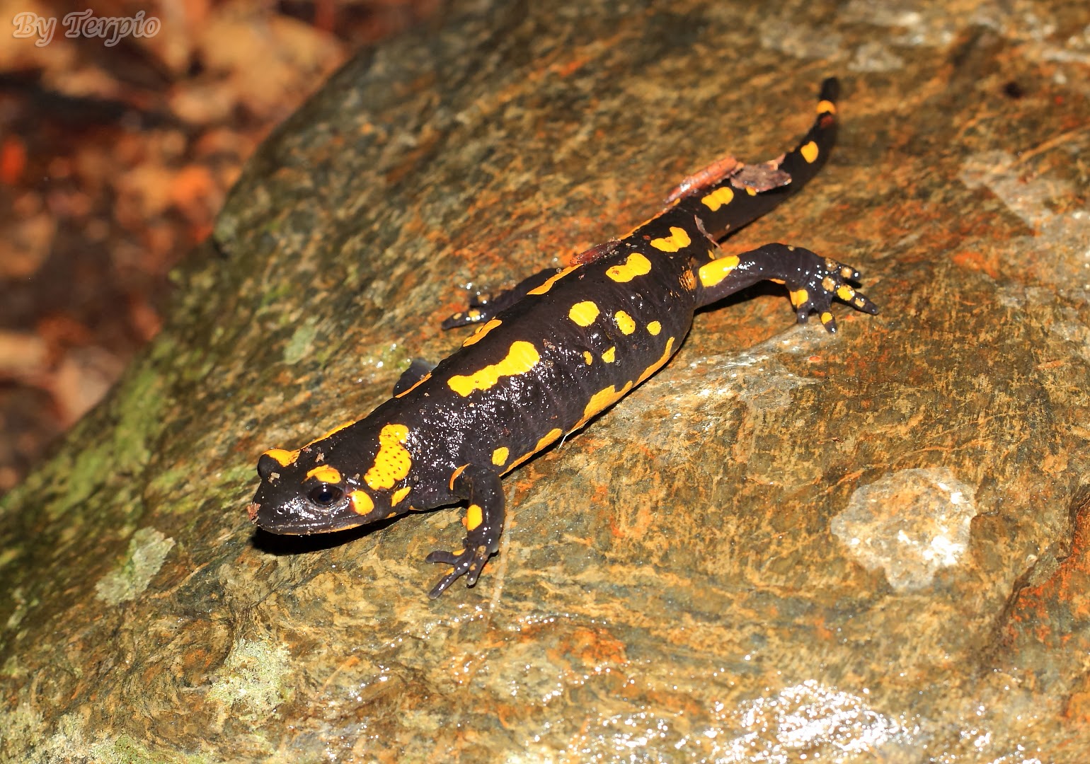 Viajes, Salidas, Naturaleza, (Fotografía). Salamandra Común (Salamandra Salamandra).