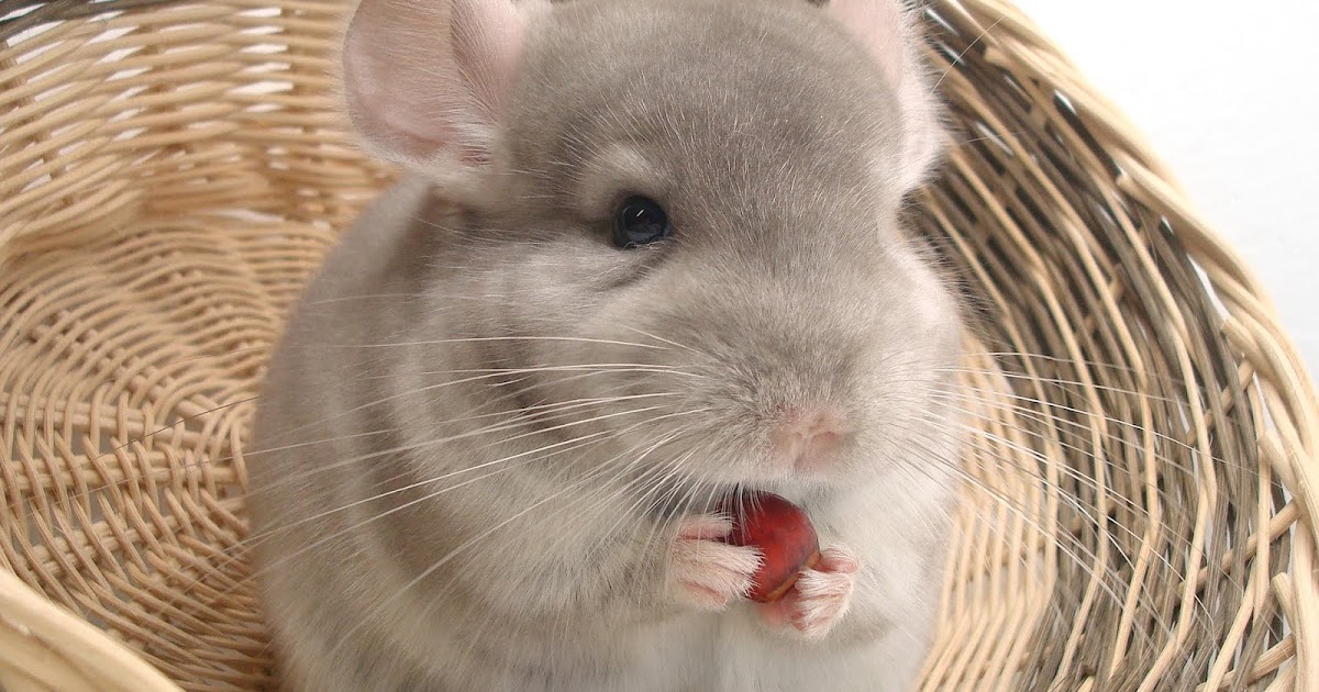 HS Writing National Chinchilla Day Sale